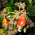 Anacardium occidentale